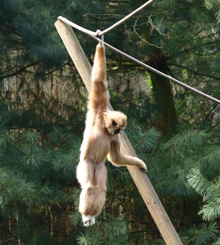 Lar gibbon (April 19th, 2015)