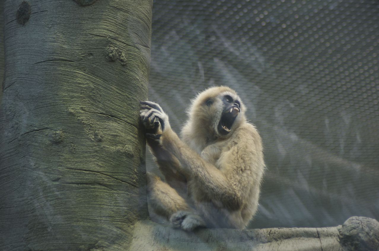 Lar Gibbon at Chester