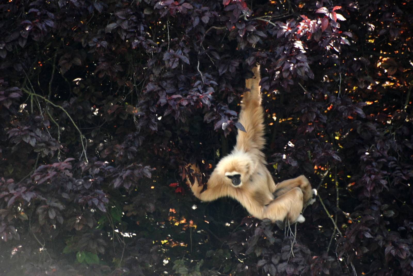 Lar Gibbon at Dudley, 14/07/13