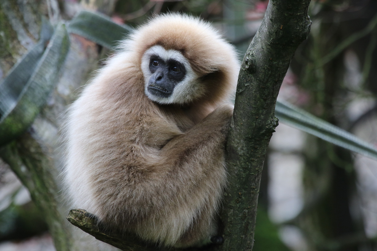 Lar Gibbon at Dudley 28th Oct 2020