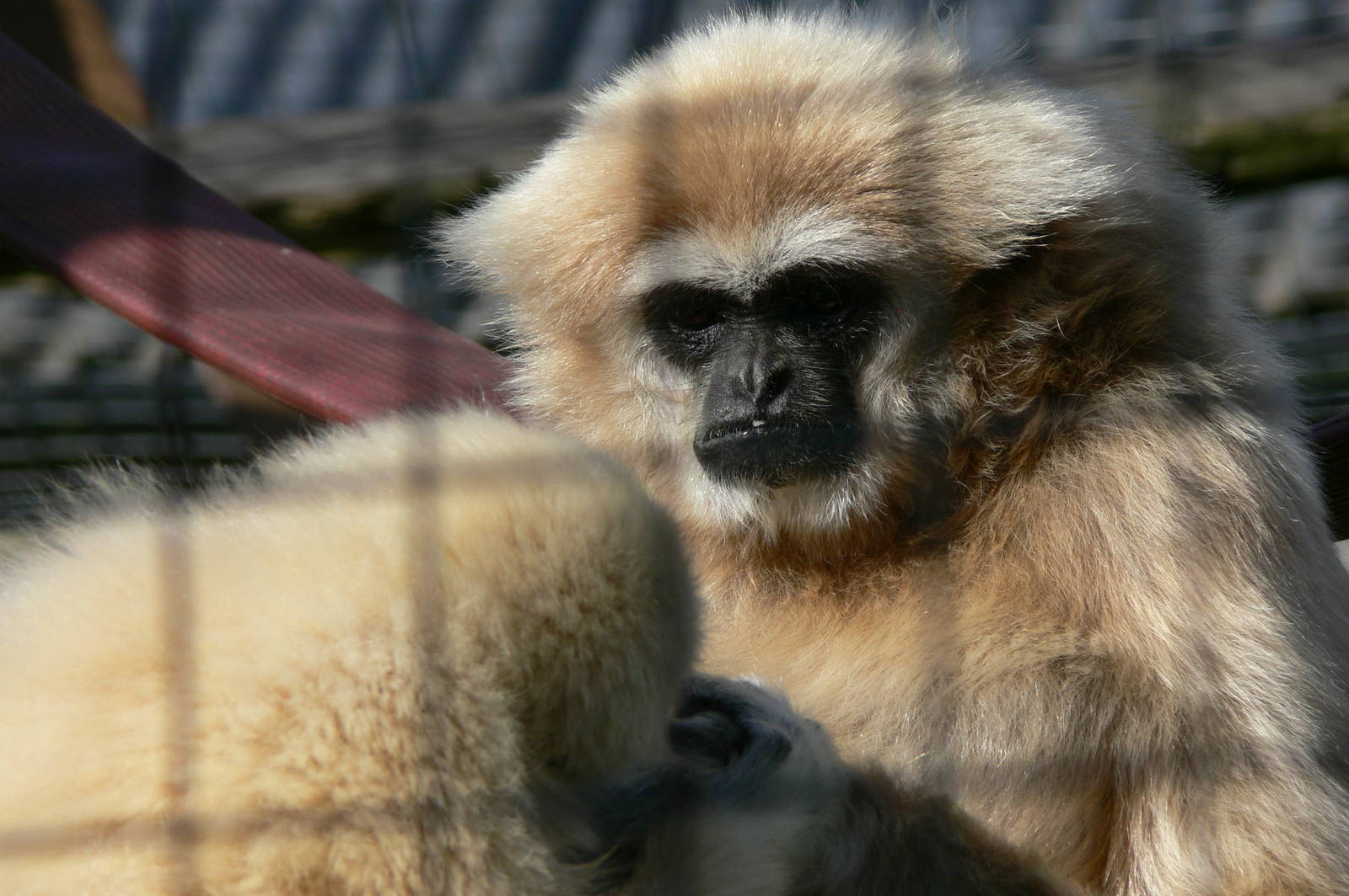 Lar Gibbon at Hamerton Zoo, 23/08/14