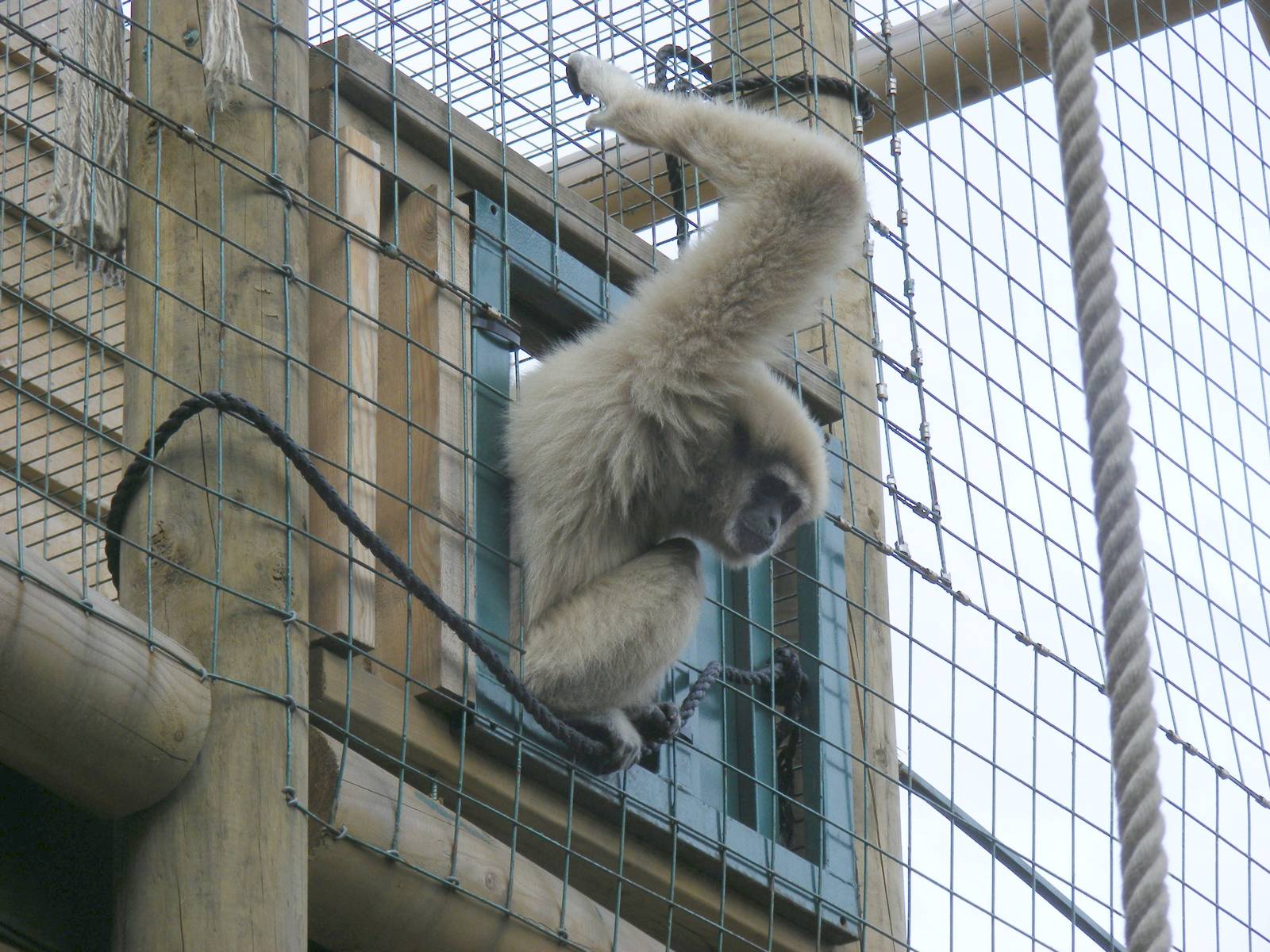 Lar gibbon at Paradise Wildlife Park, 5 September 2010