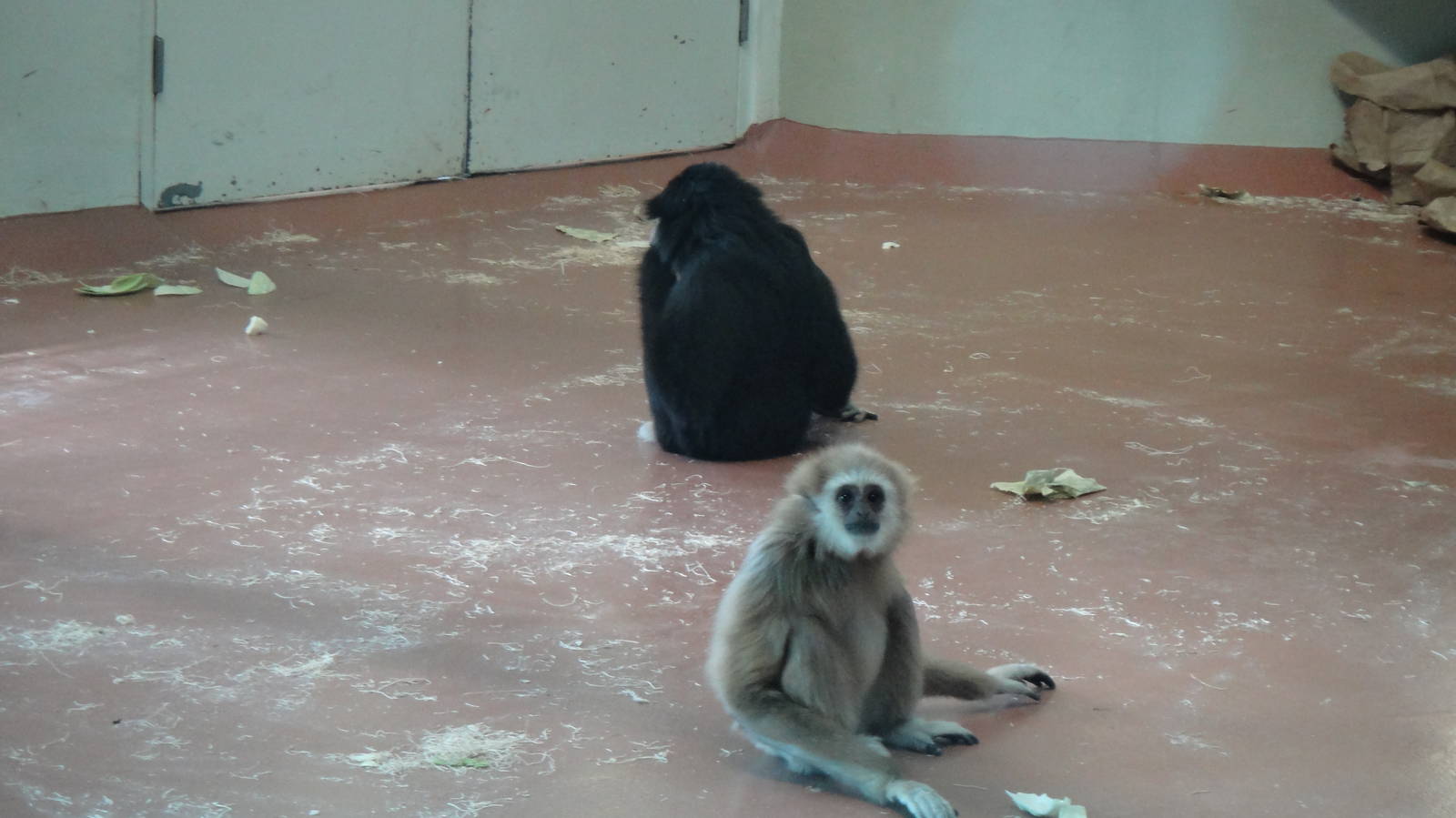 Lar gibbon at Philadelphia zoo 2015-03-08