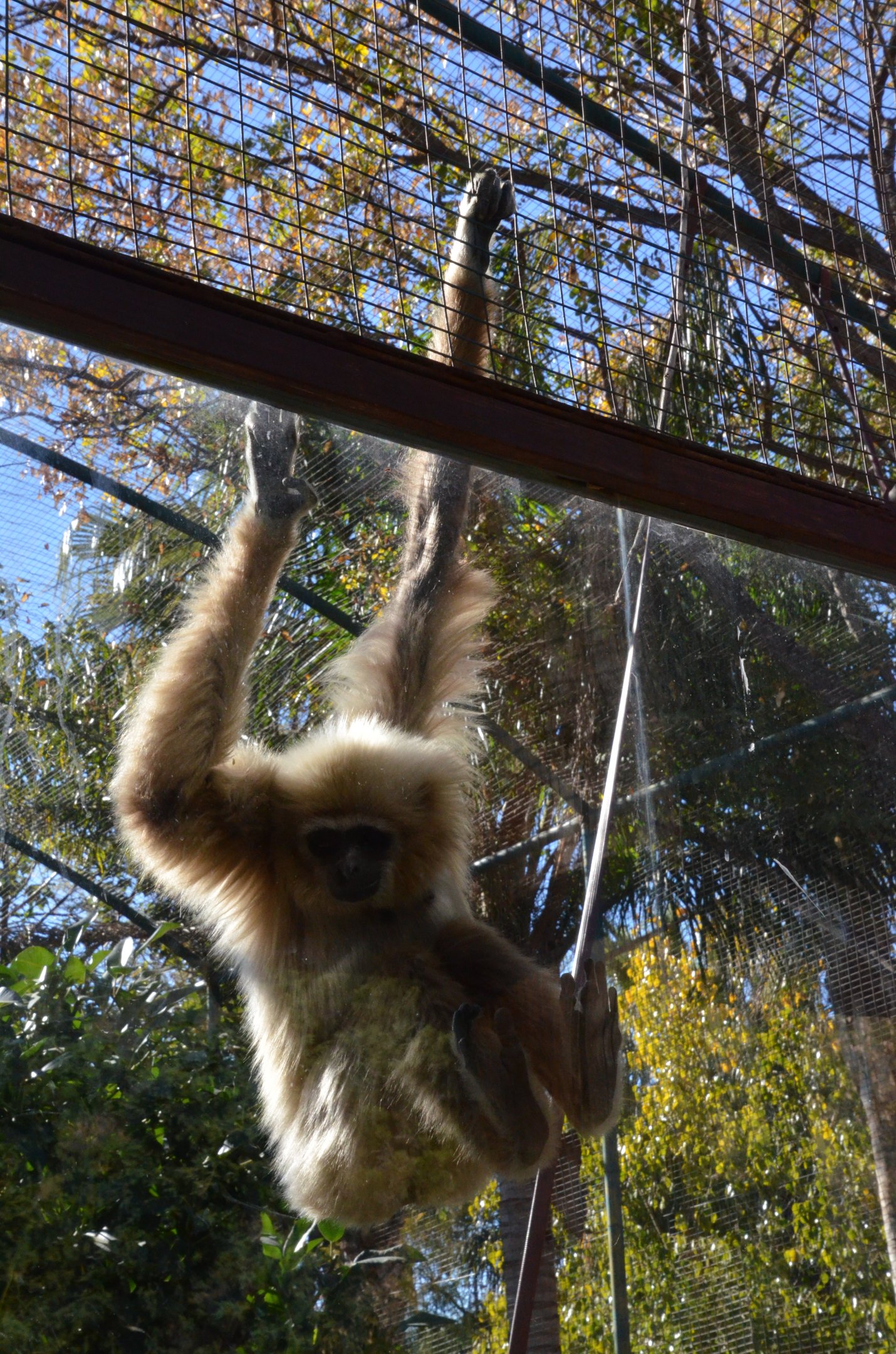 Lar Gibbon at Selwo Aventura, 13/03/19