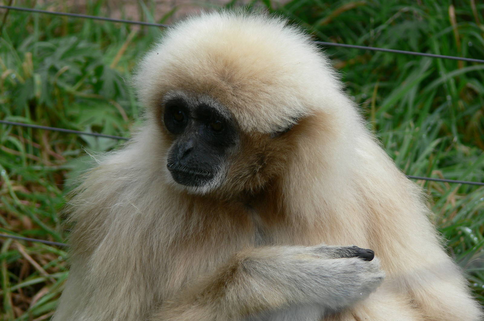 Lar Gibbon at South Lakes, 11/10/14