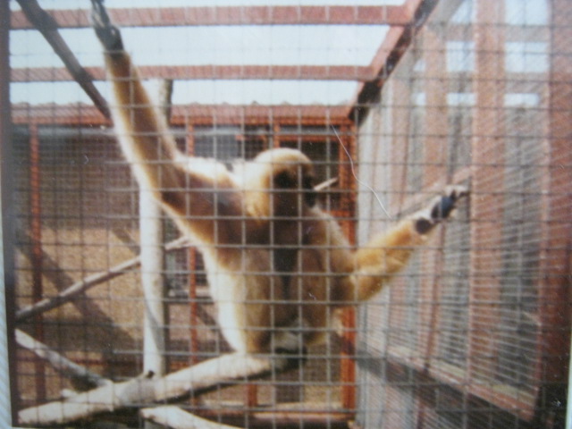 Lar Gibbon. August 1984.