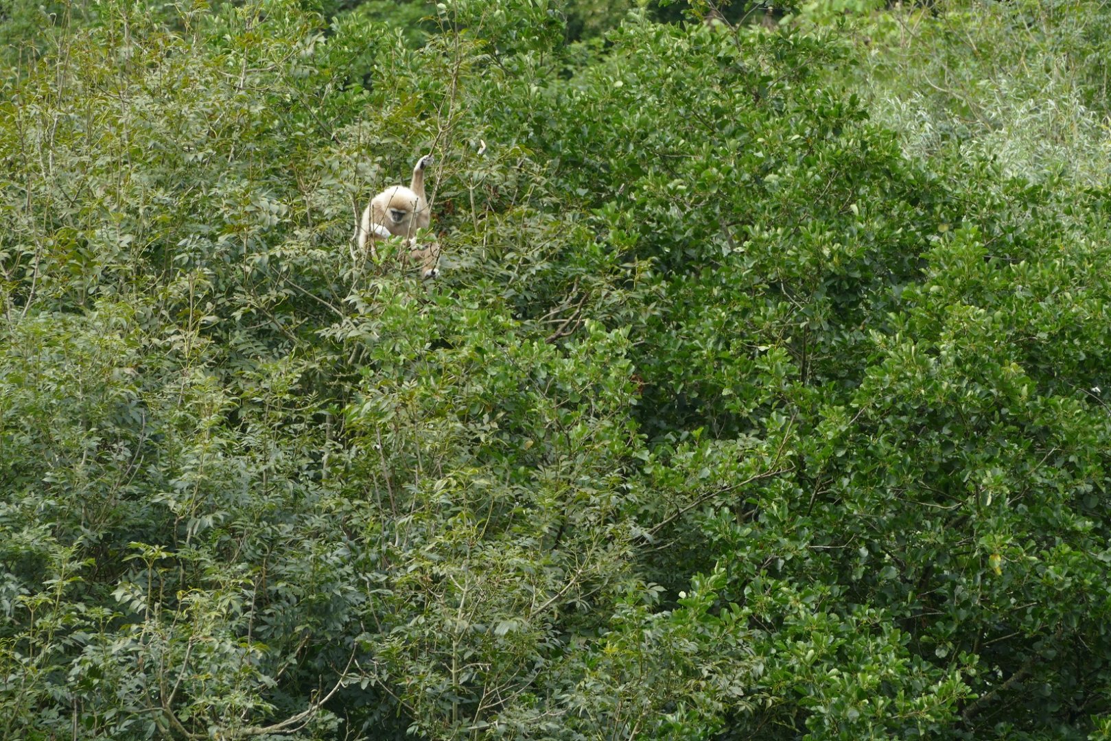 Lar gibbon, August 2018