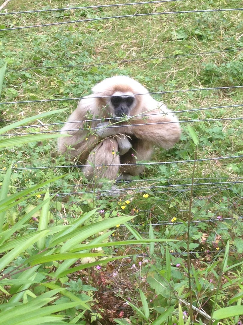 Lar gibbon behind bush, 9th July 2019