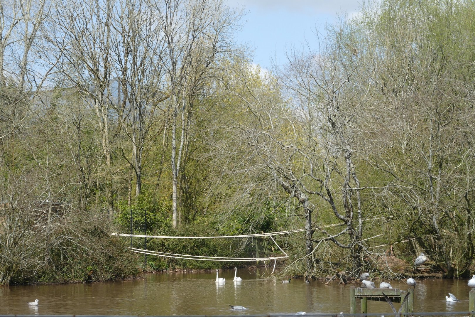 Lar gibbon bridge, April 2021
