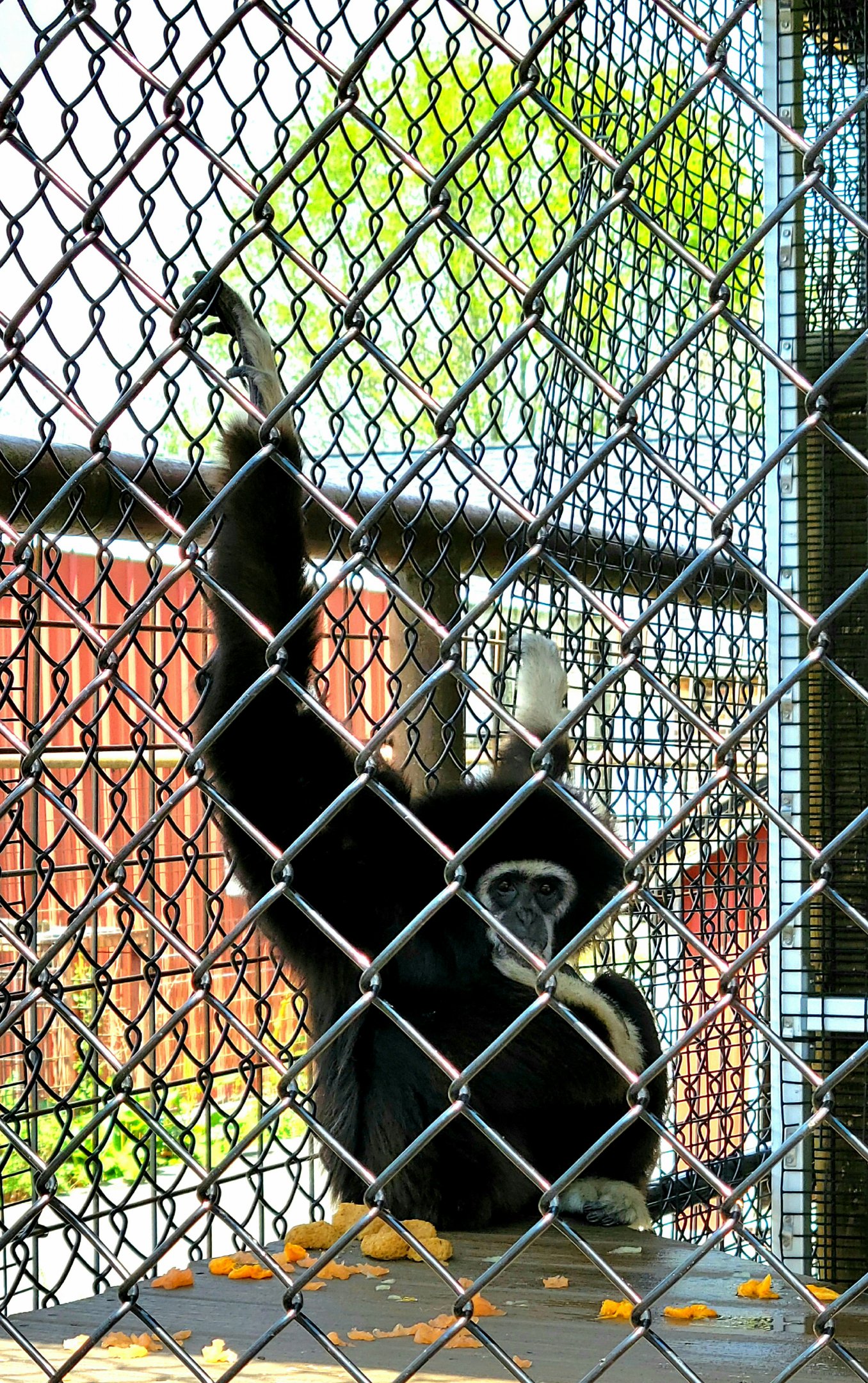 Lar Gibbon-Bright's Zoo