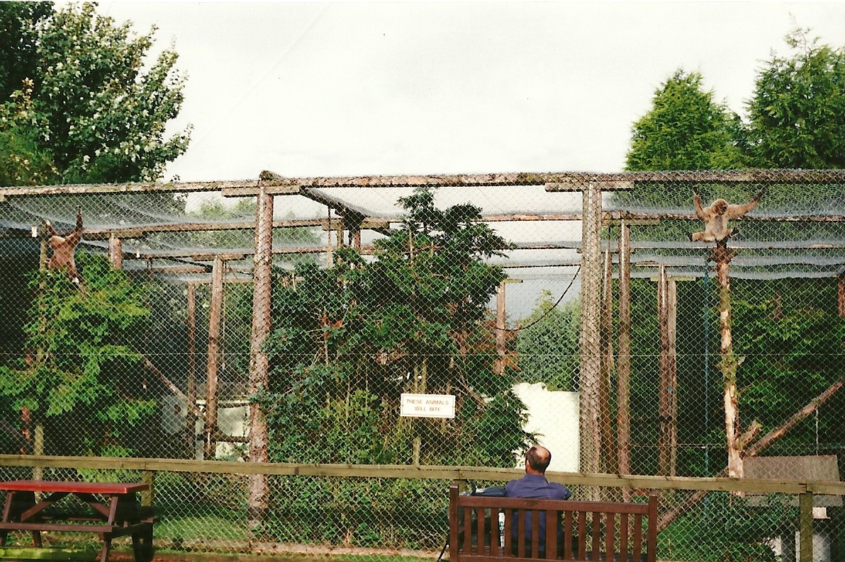Lar Gibbon cage 23rd October 1999