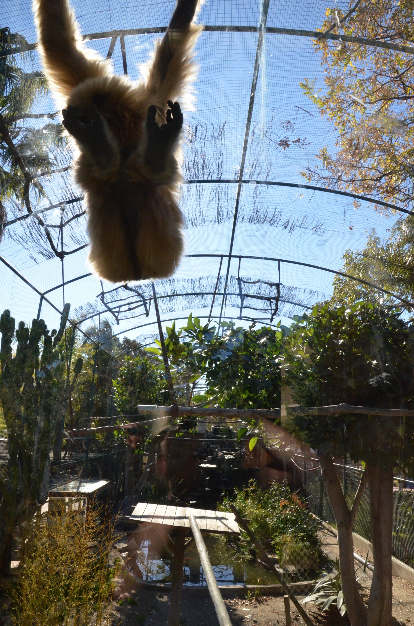 Lar Gibbon, Crested Myna and Golden Pheasant Enclosure at Selwo Aventura, 13/03/19