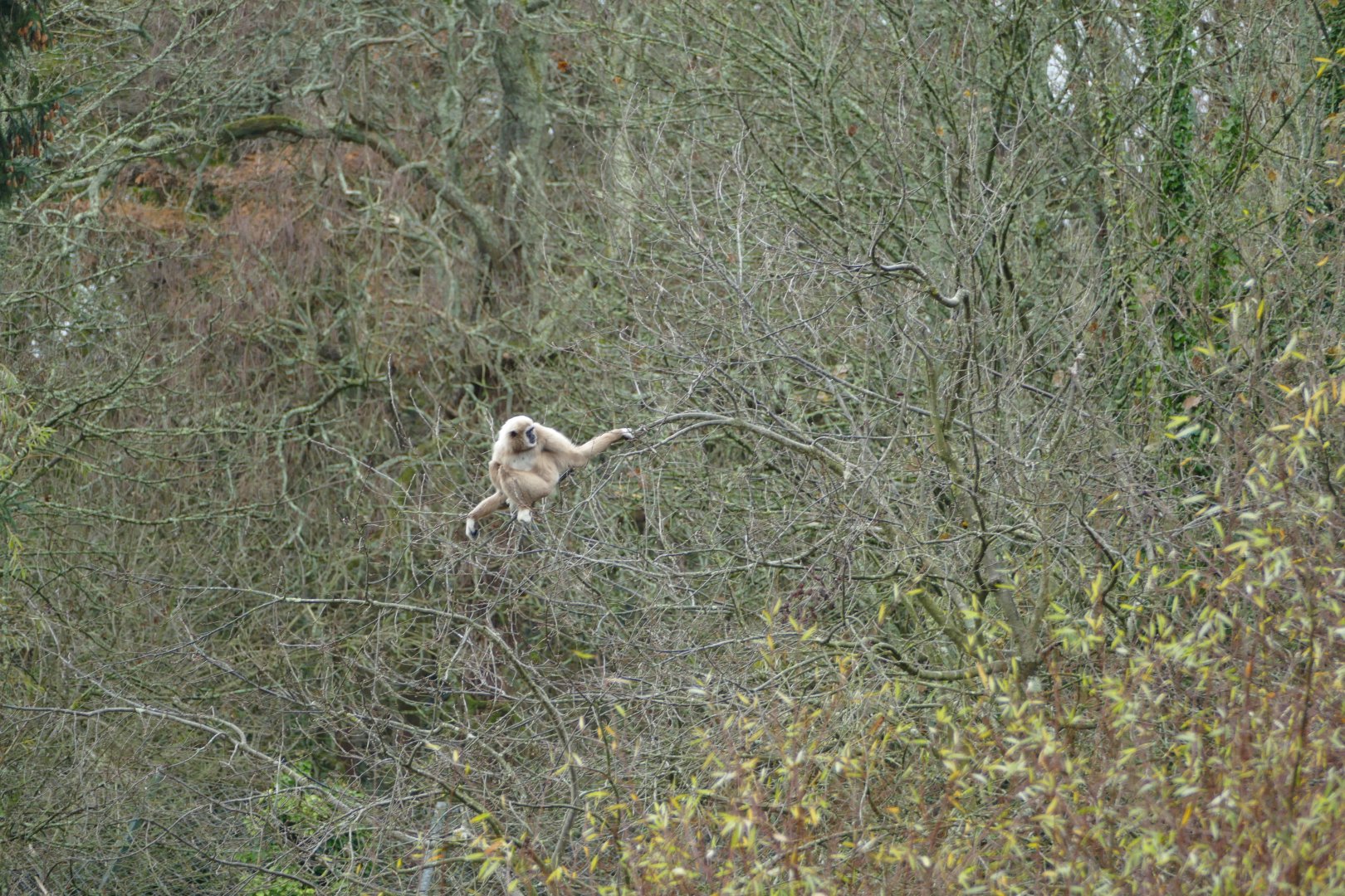 Lar gibbon, December 2017