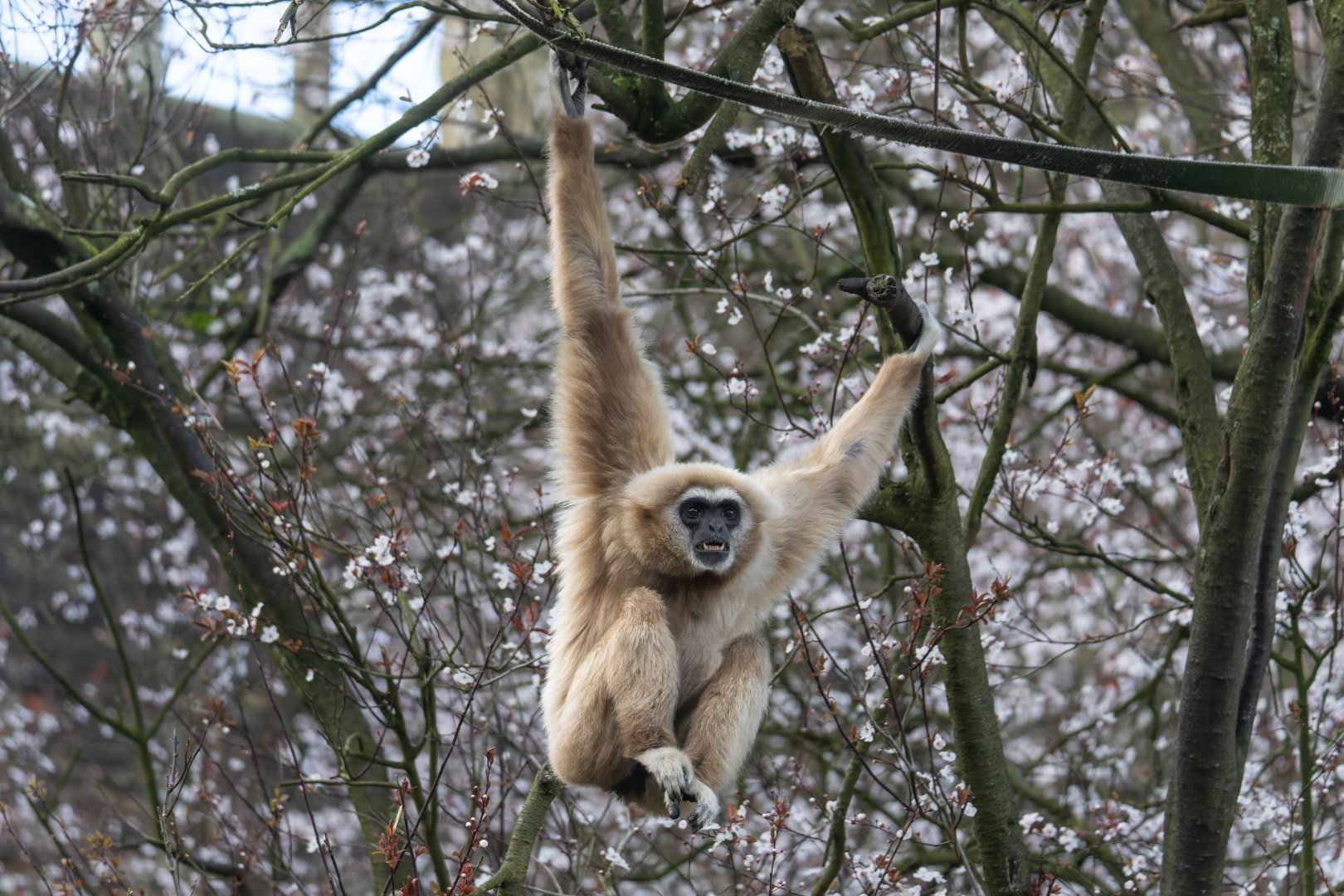 Lar Gibbon, Dudley, UK