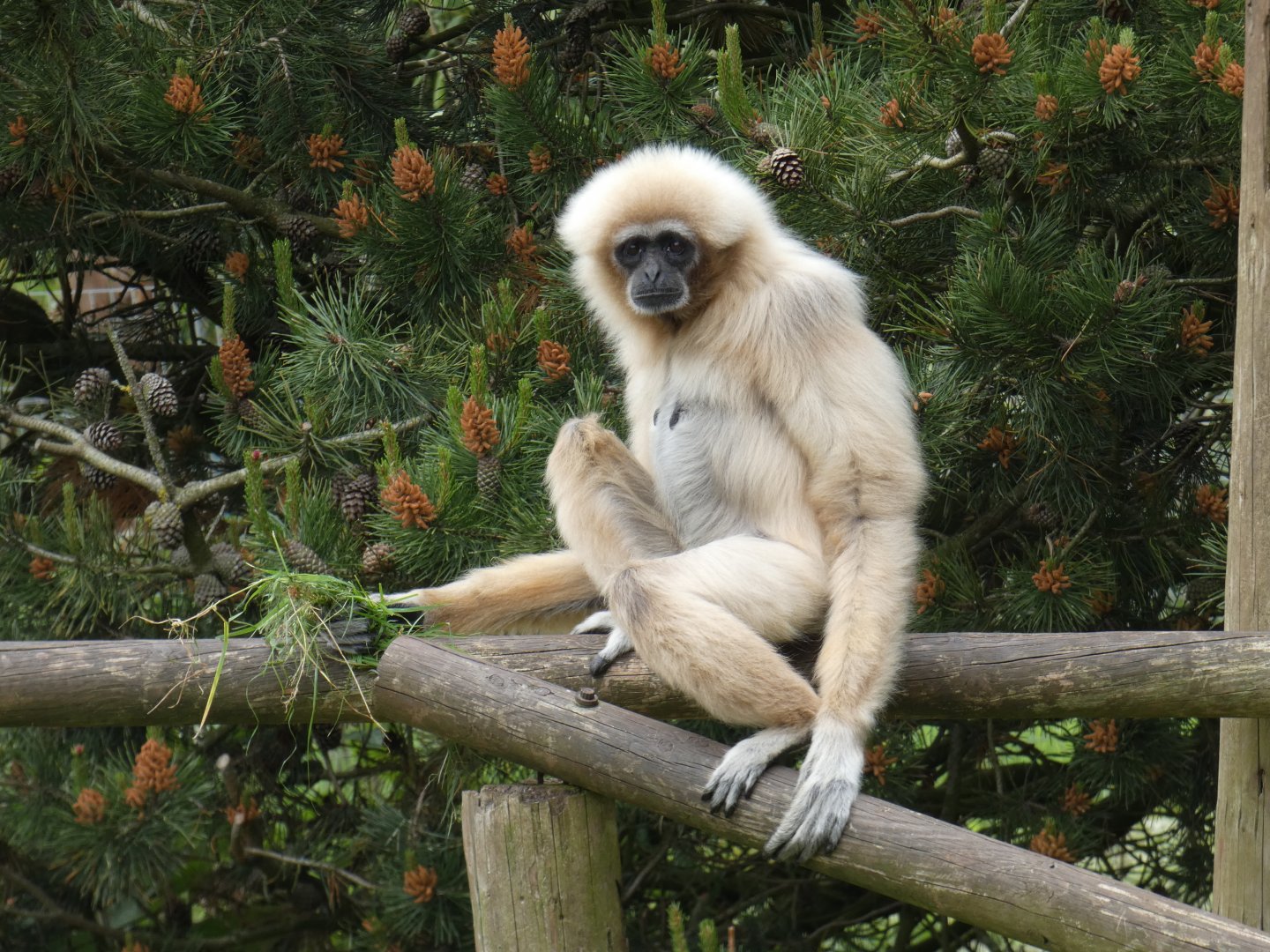 Lar gibbon elderly female