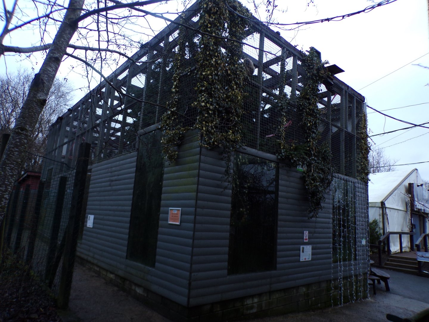 Lar gibbon enclosure 1.1.23