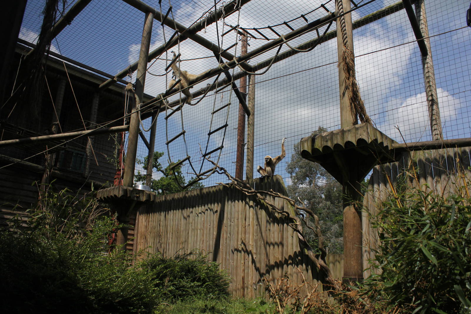 Lar Gibbon enclosure 1-6-14