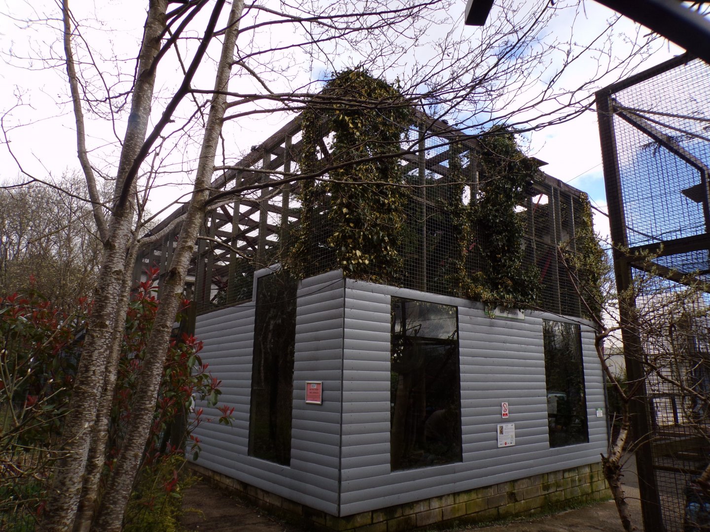 Lar gibbon enclosure 12.4.24