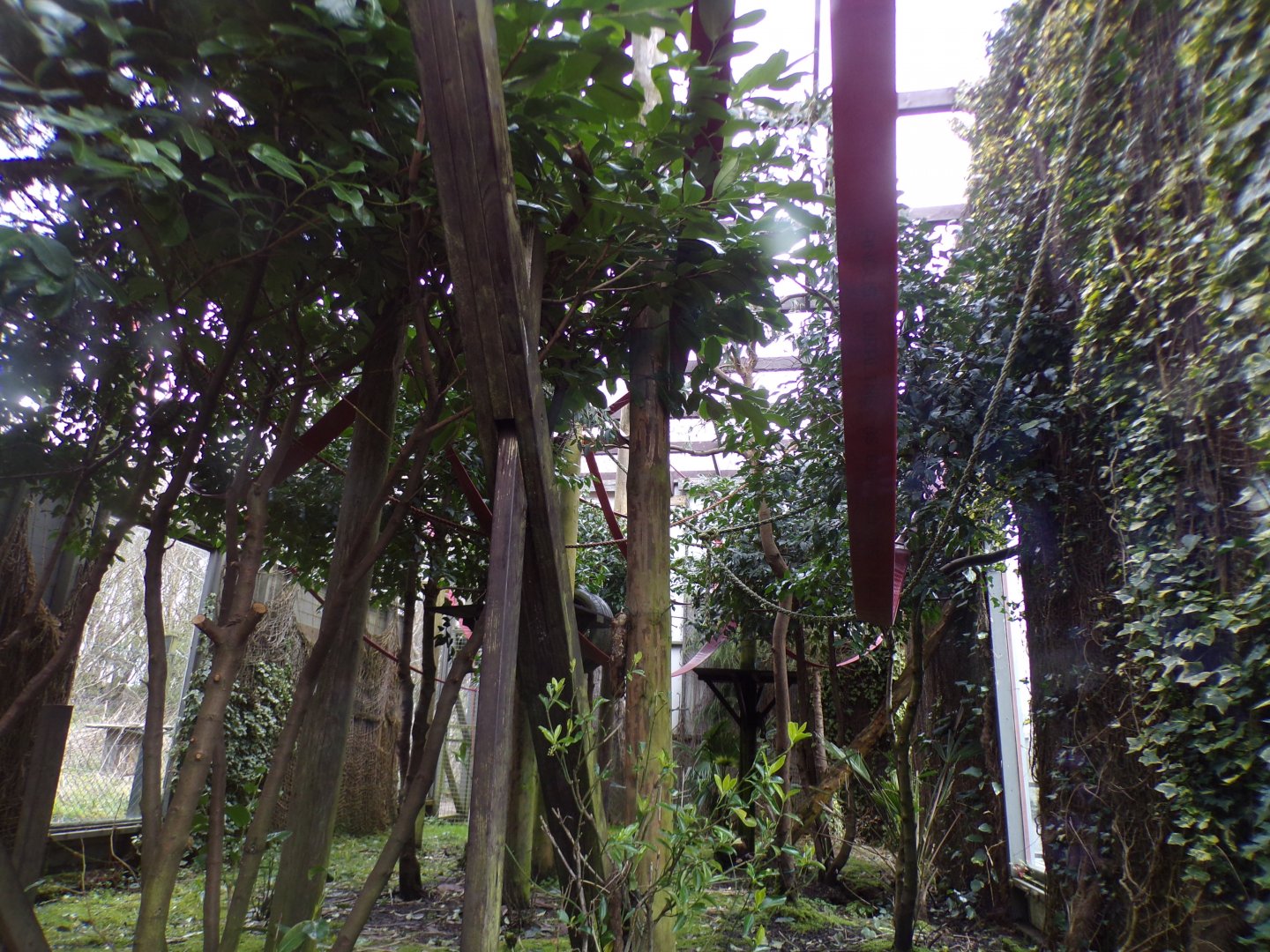 Lar gibbon enclosure 12.4.24