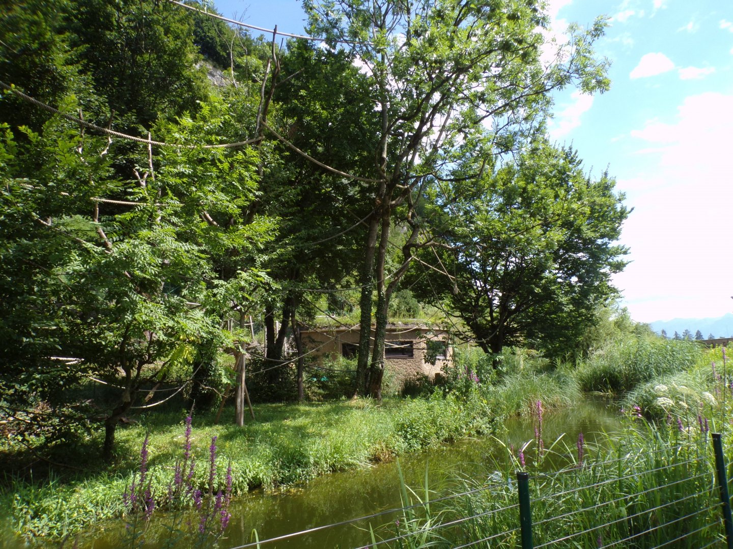Lar gibbon enclosure 13.7.25