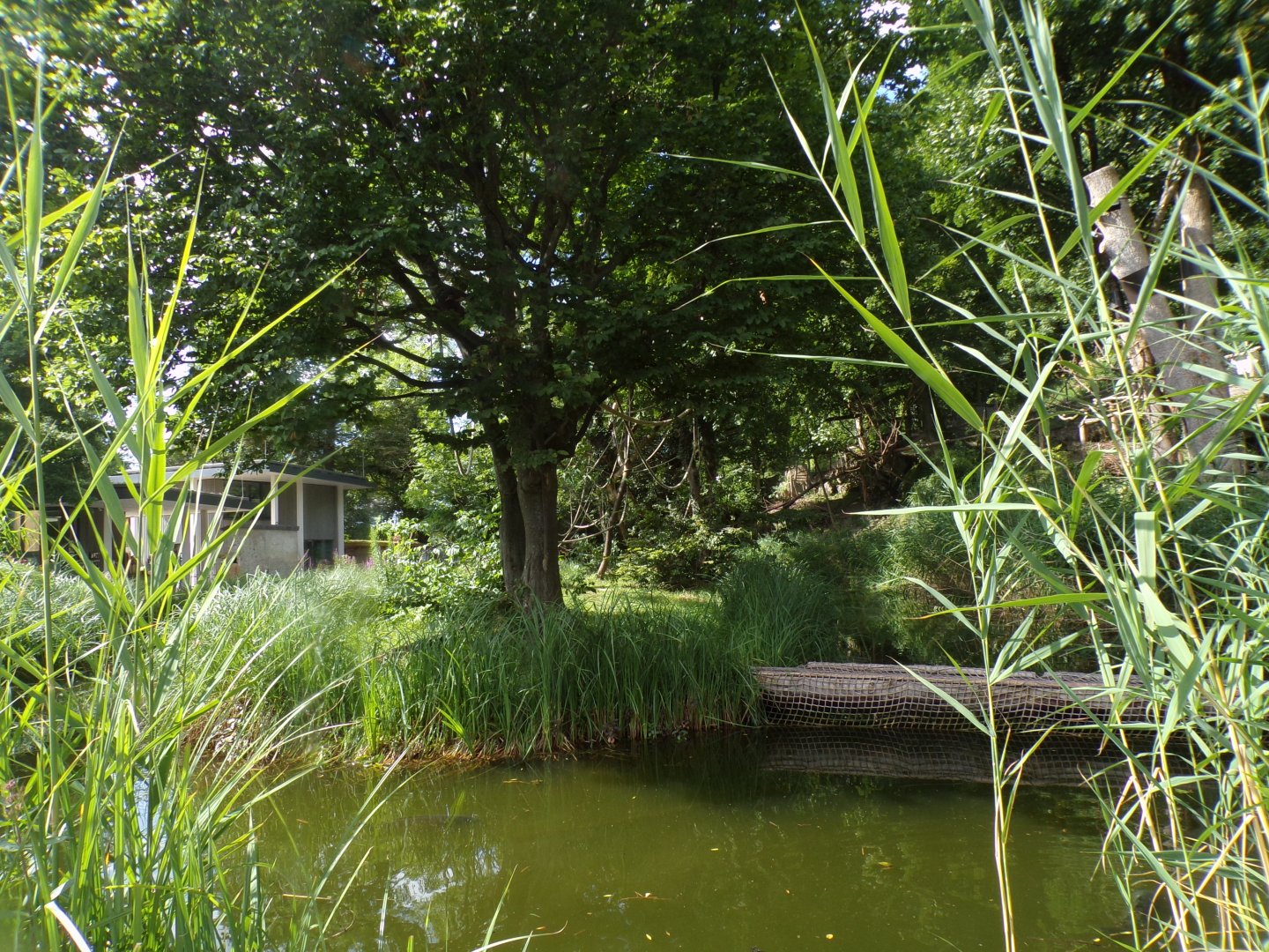 Lar gibbon enclosure 13.7.25