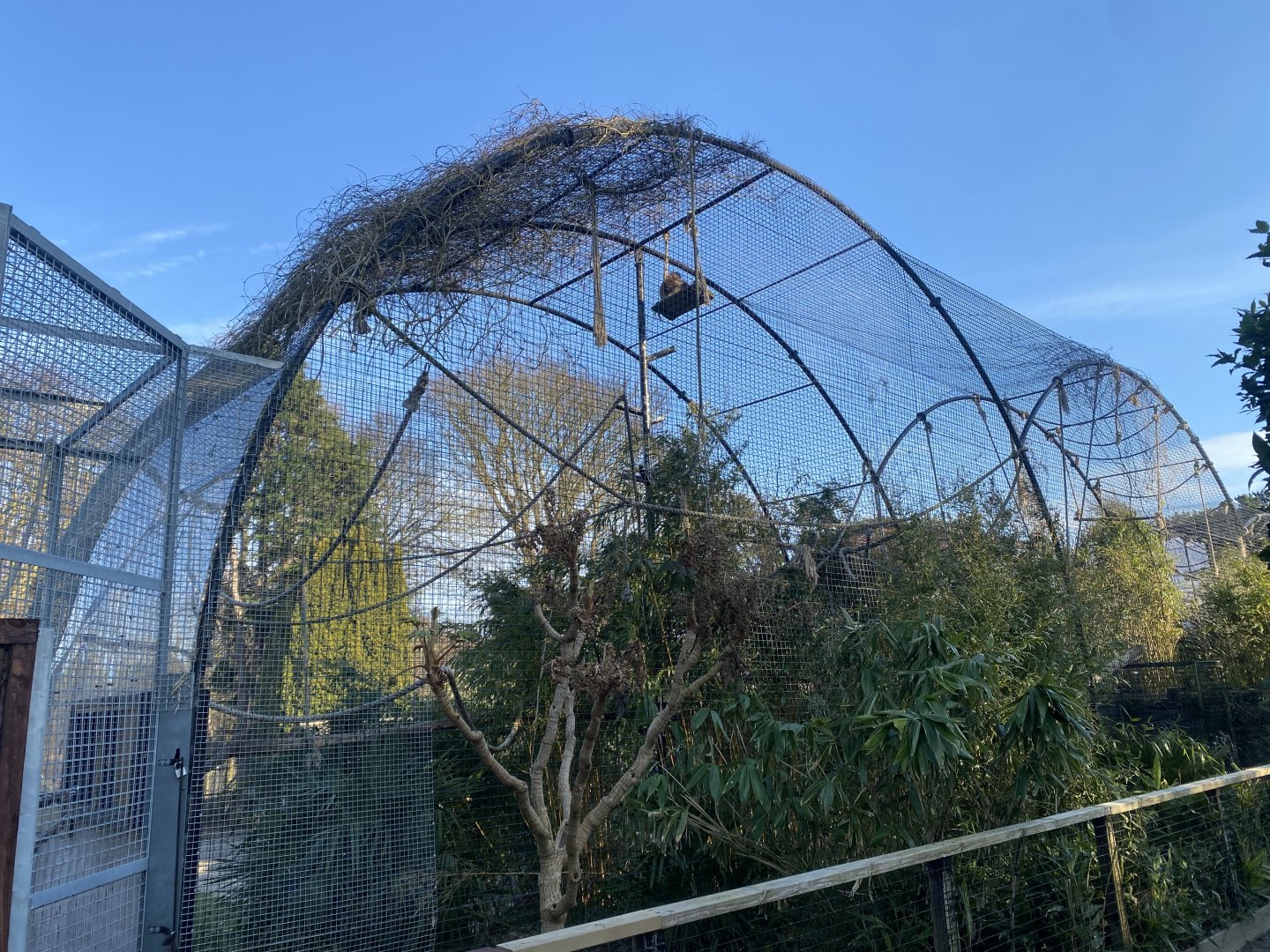 Lar gibbon enclosure 190325