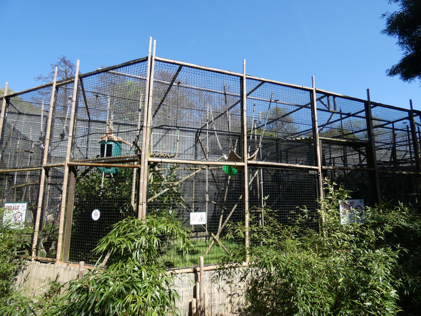 Lar gibbon enclosure (2)