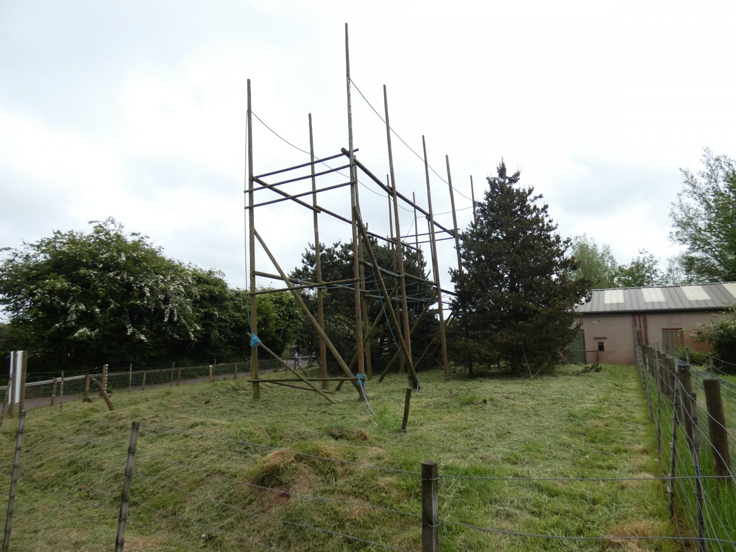 Lar gibbon enclosure (2)