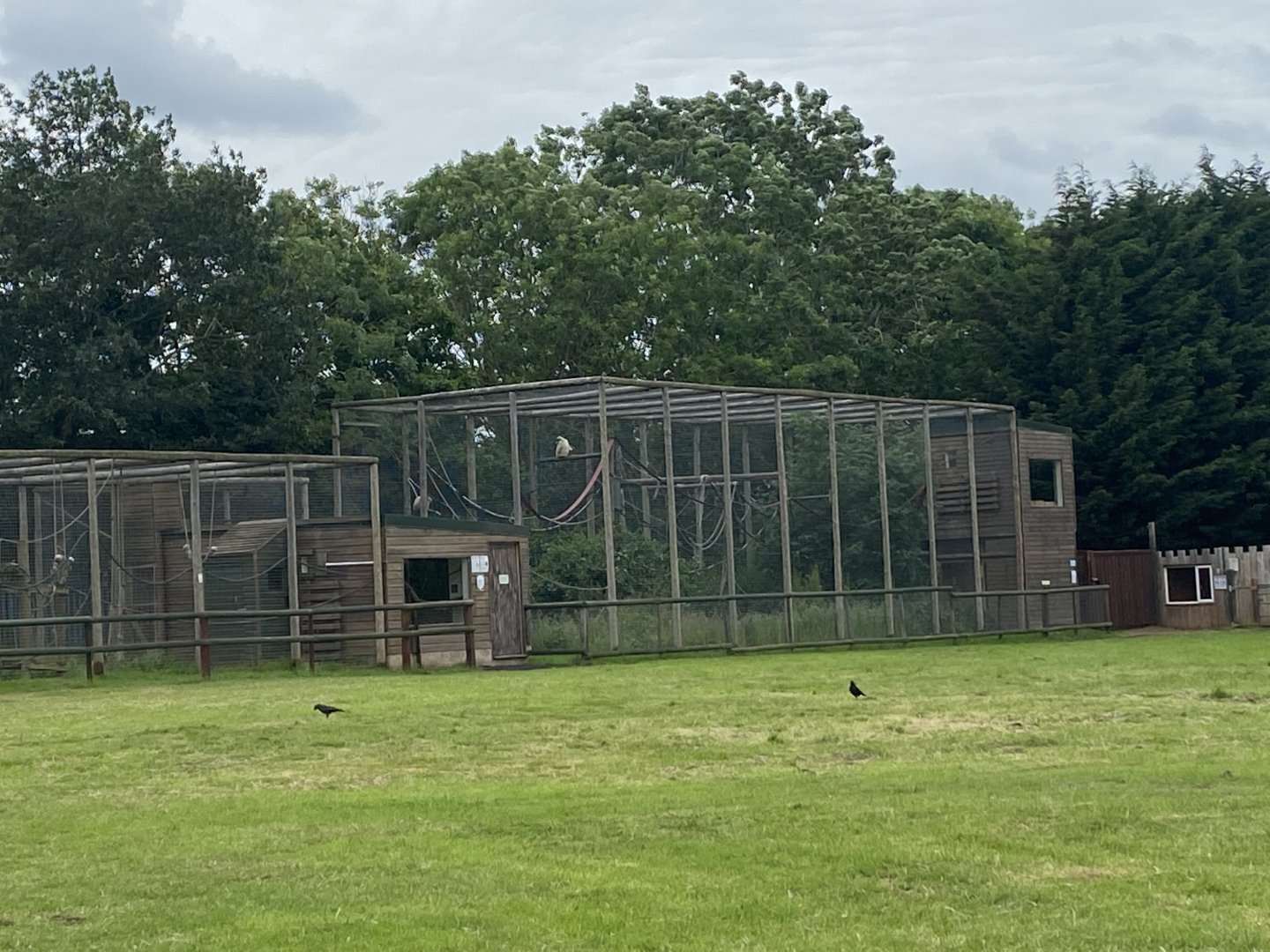 Lar gibbon enclosure 210621