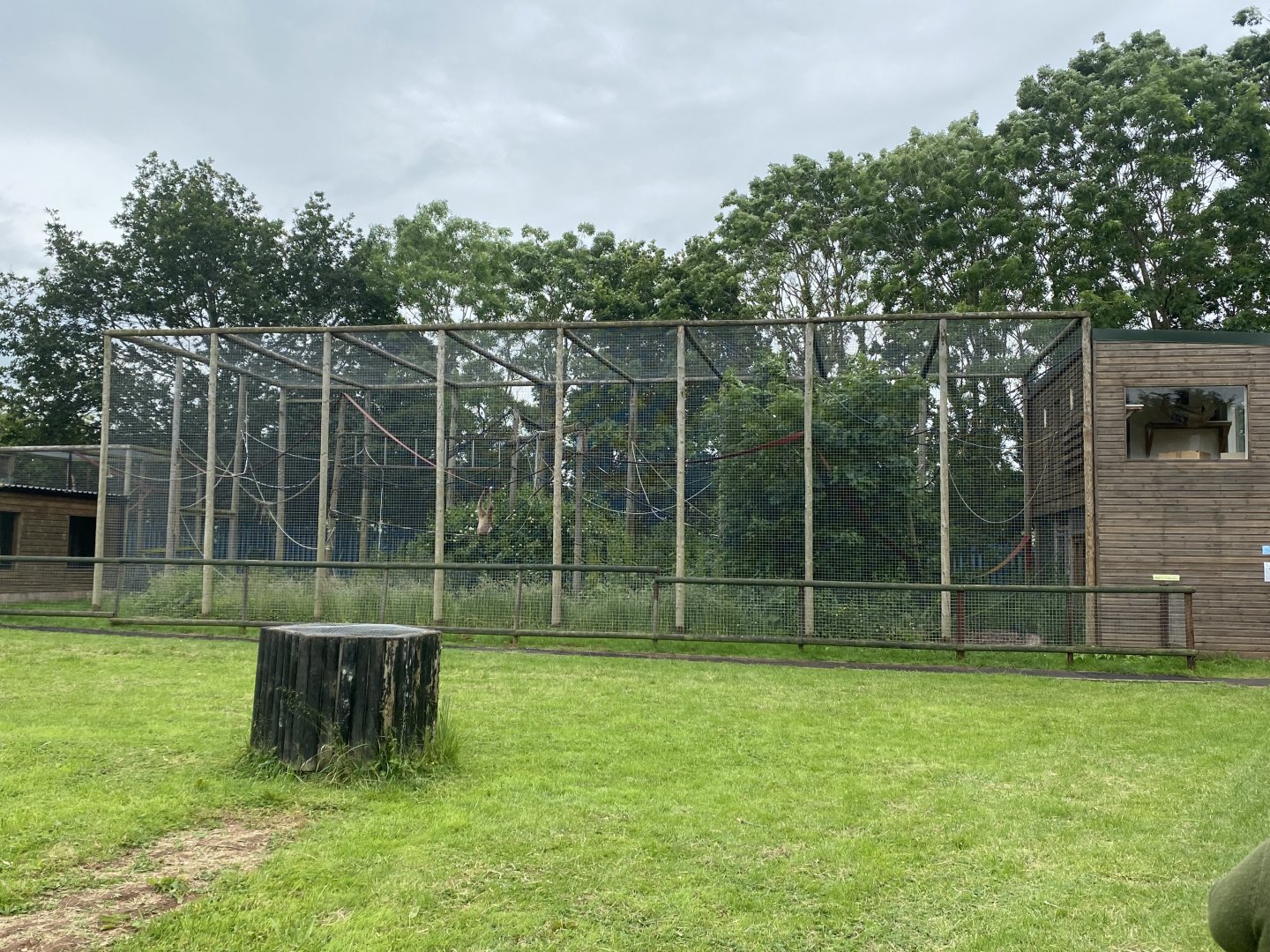 Lar gibbon enclosure 210621
