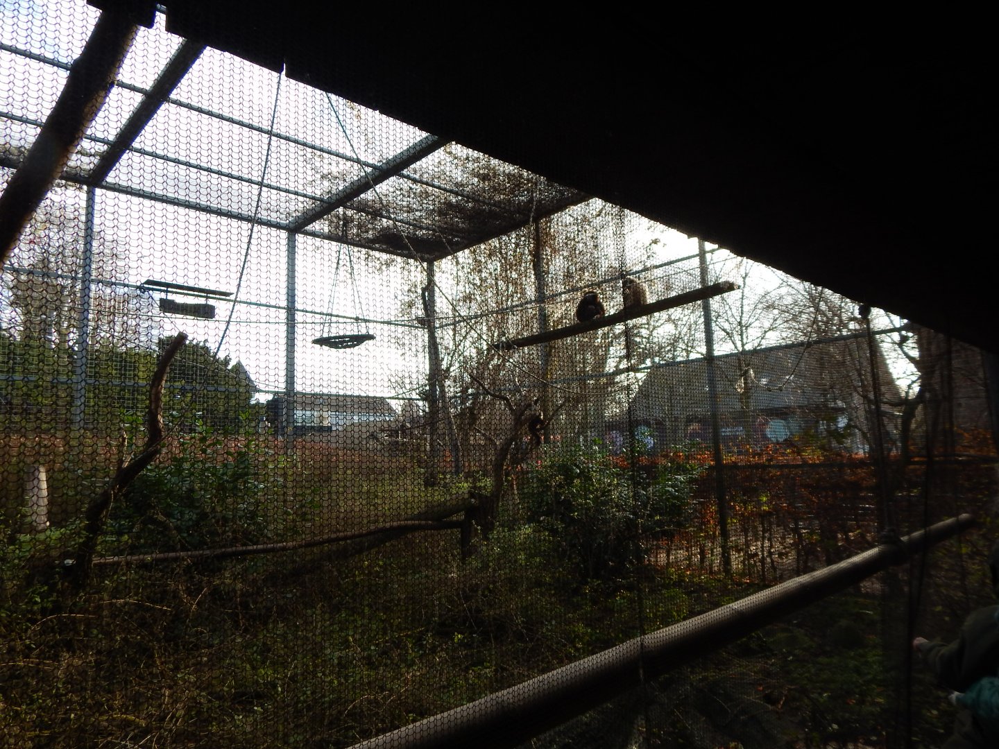 Lar gibbon enclosure 261124