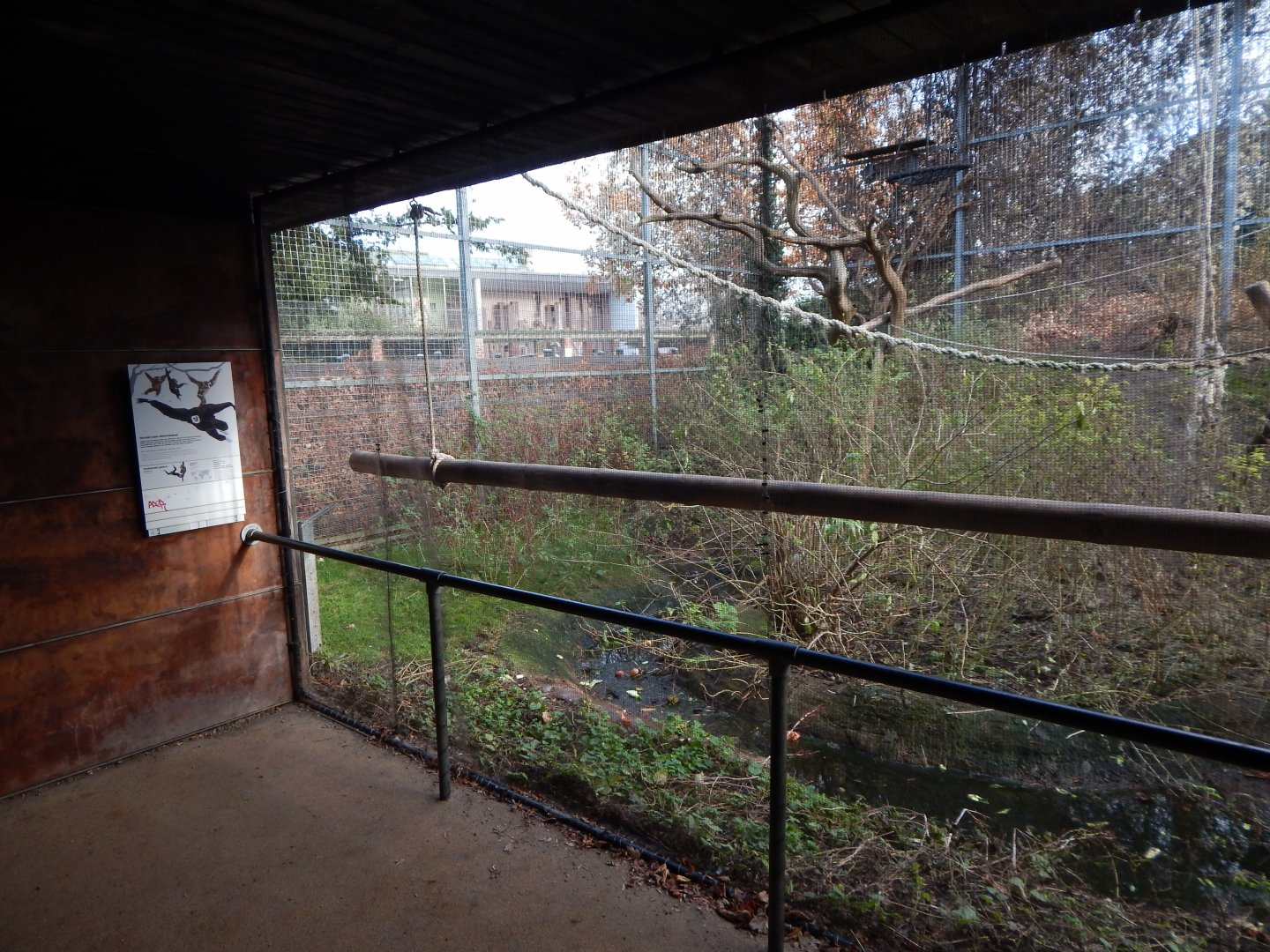 Lar gibbon enclosure 261124