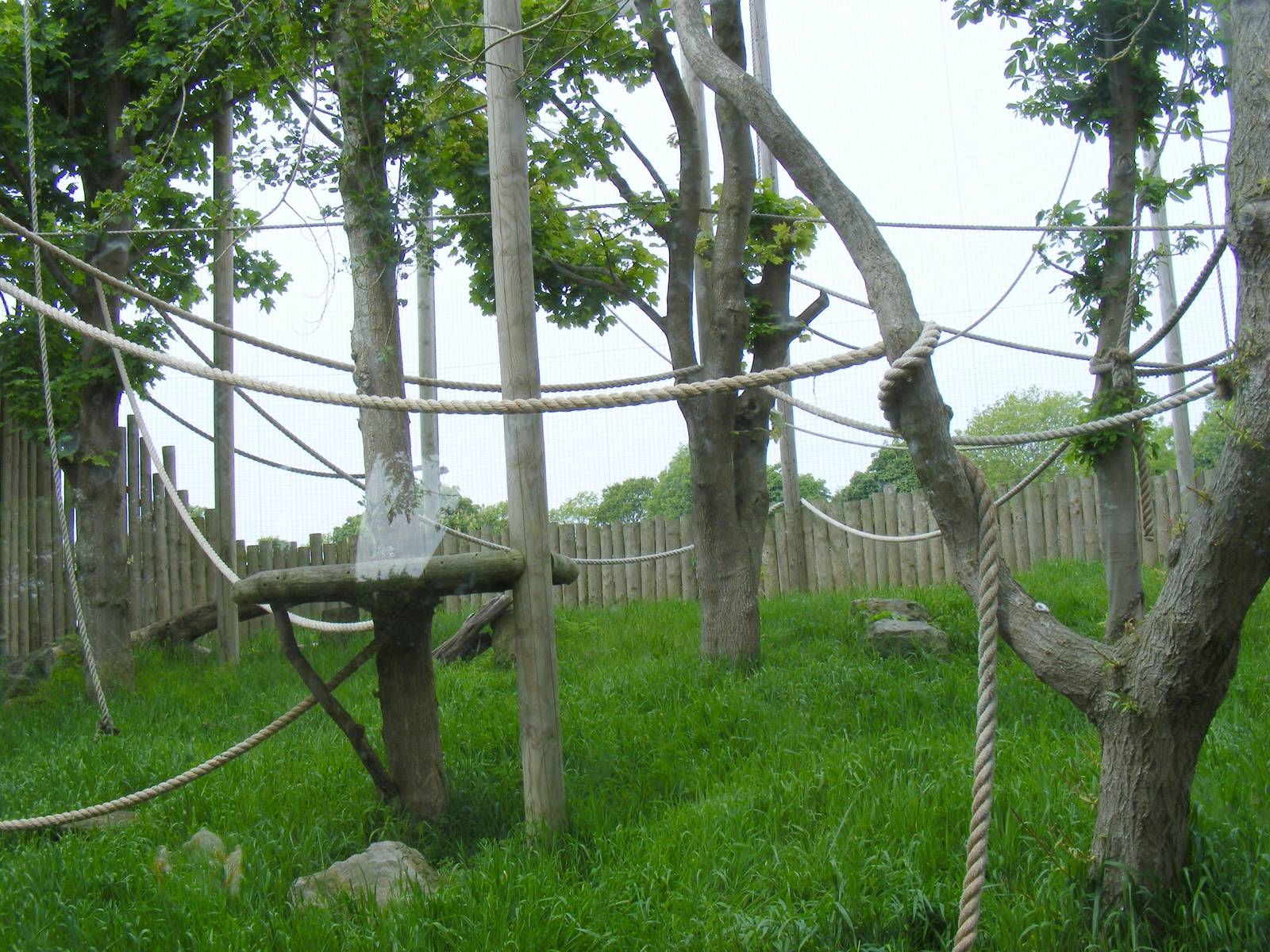 Lar gibbon enclosure at Drusillas Park, 23 May 2009