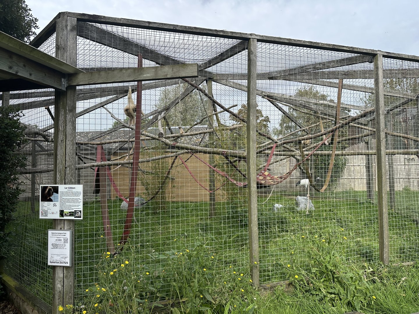 Lar Gibbon Enclosure at Hamerton Zoo Park (October 2023)