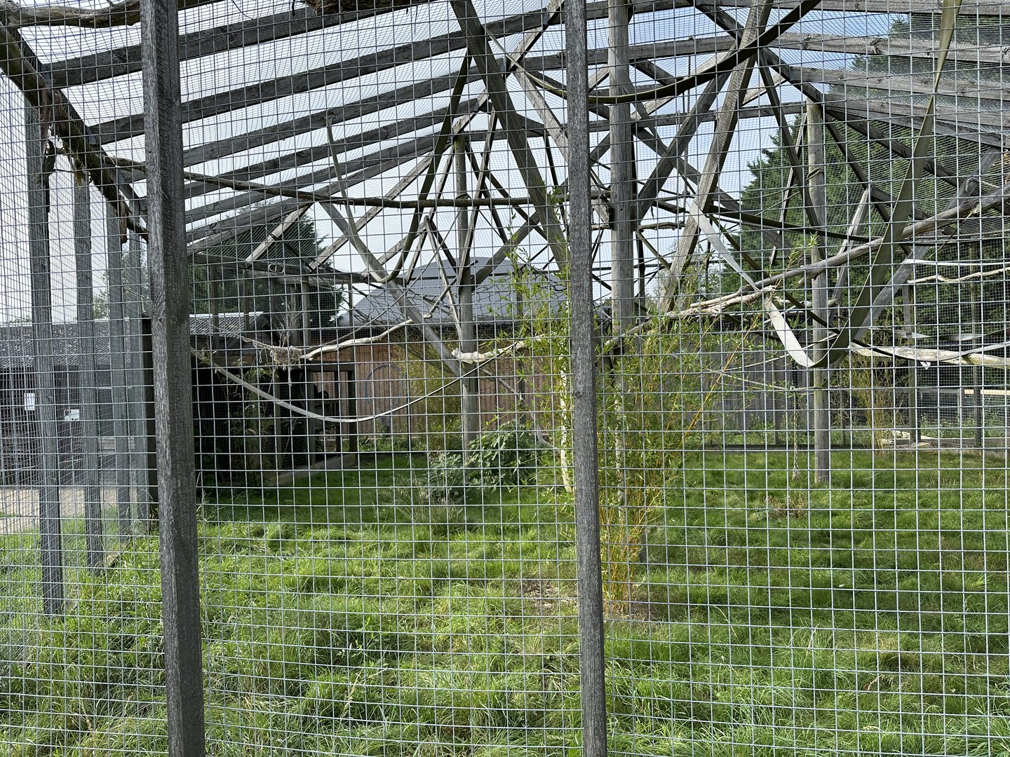 Lar Gibbon Enclosure at Hamerton Zoo Park (October 2023)