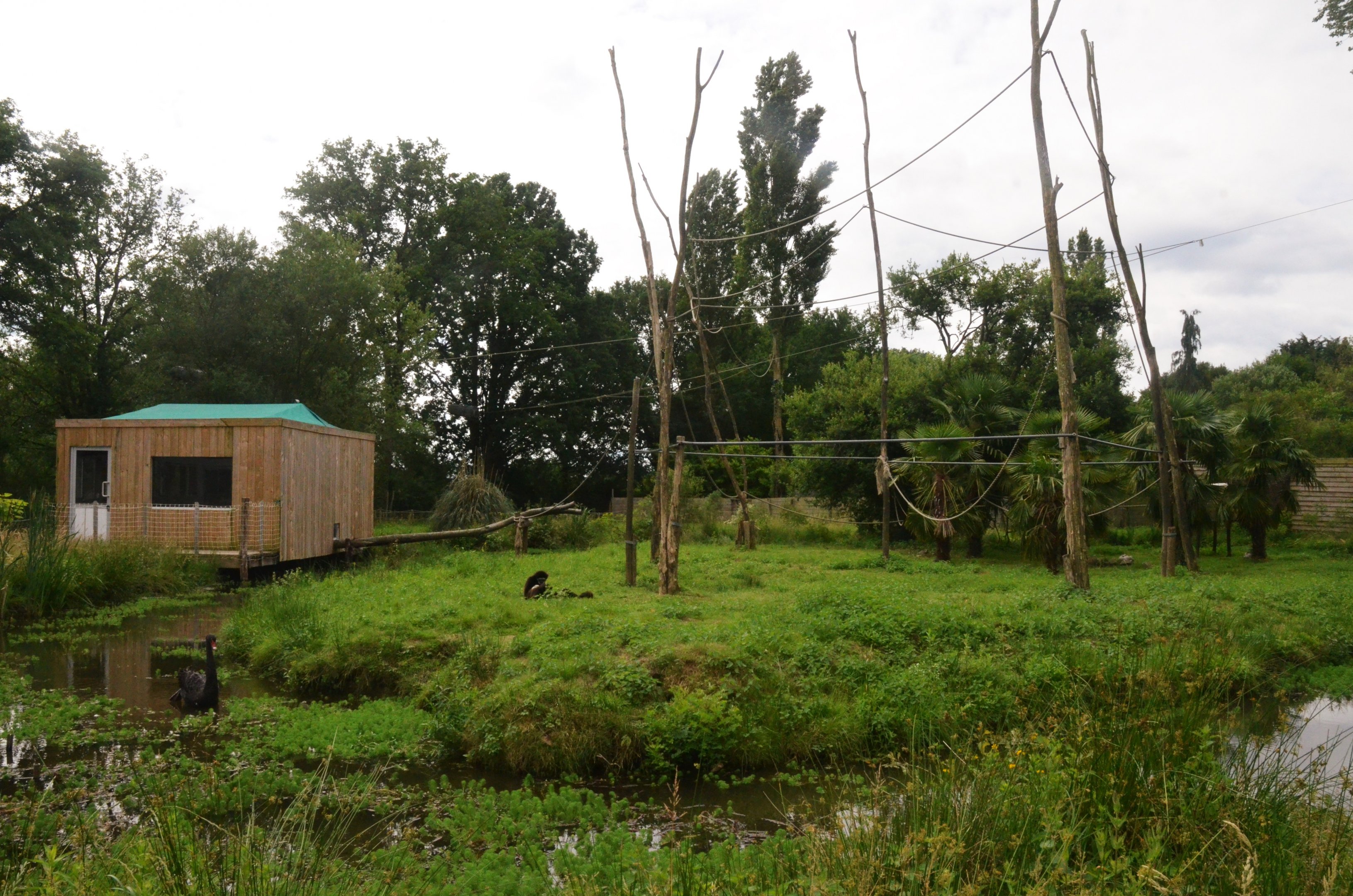 Lar Gibbon Enclosure at Spaycific'Zoo, 13/06/18