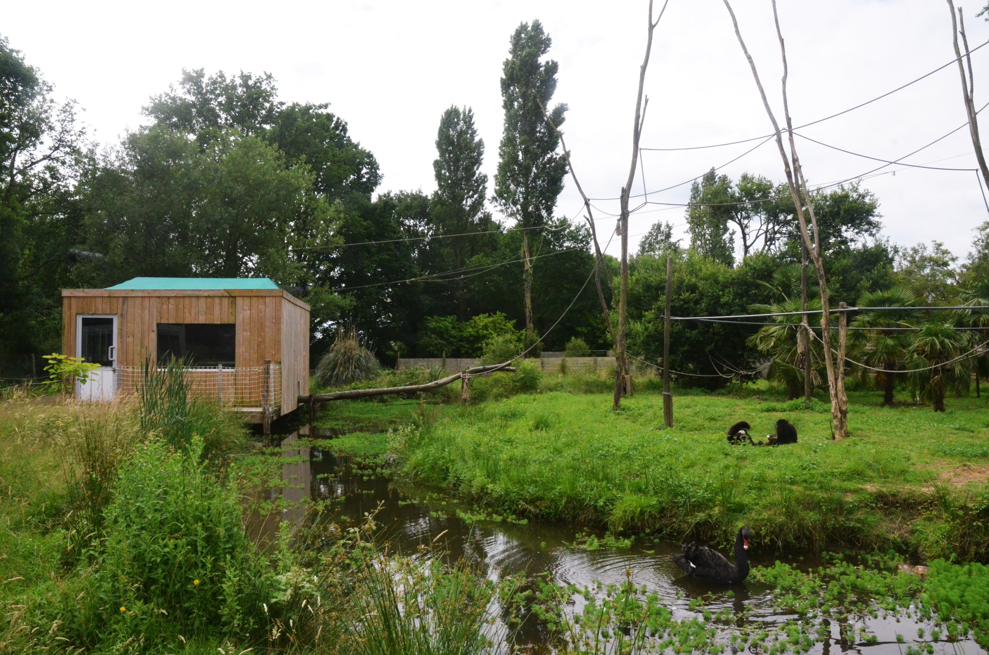 Lar Gibbon Enclosure at Spaycific'Zoo, 13/06/18