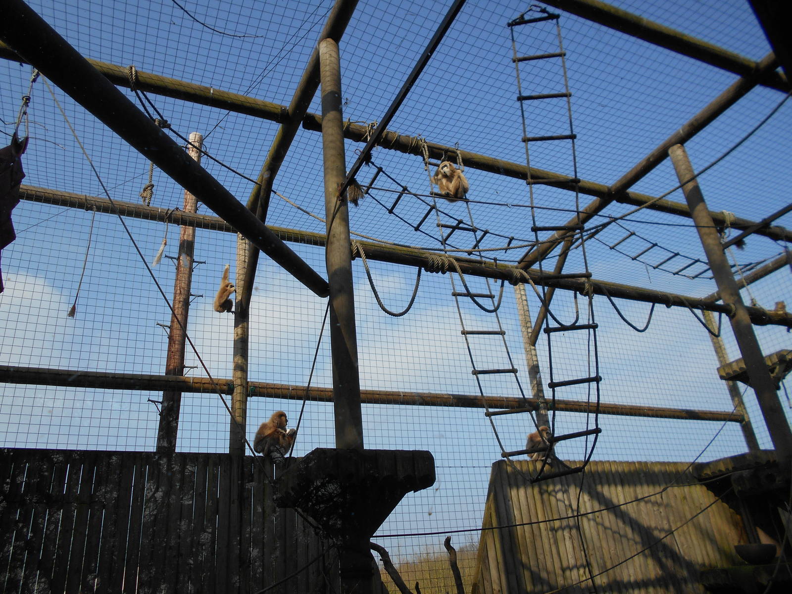 Lar Gibbon enclosure - March 11th 2016