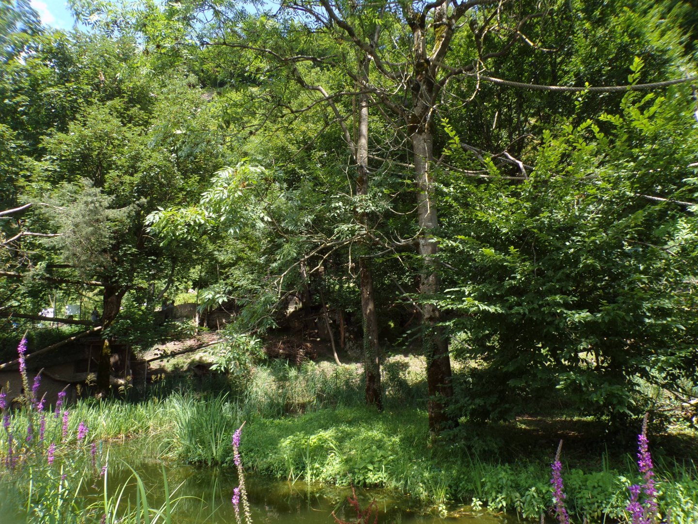 Lar gibbon enclosure (red panda enclosure on the left) 13.7.25