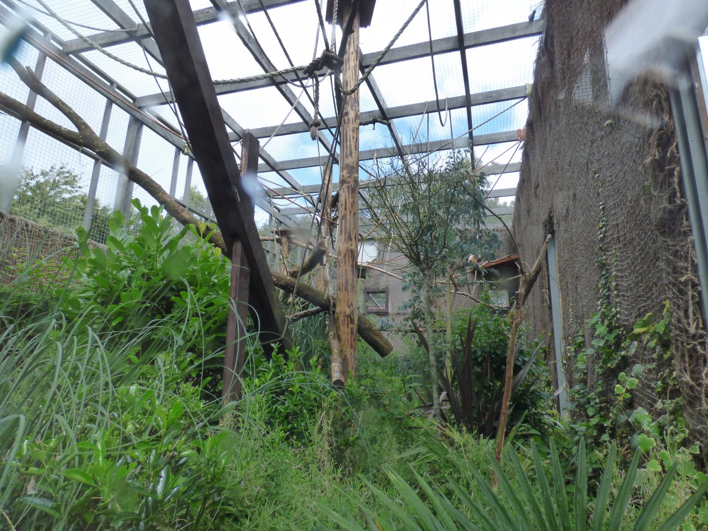Lar Gibbon Enclosure