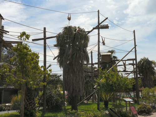 lar gibbon enclosure