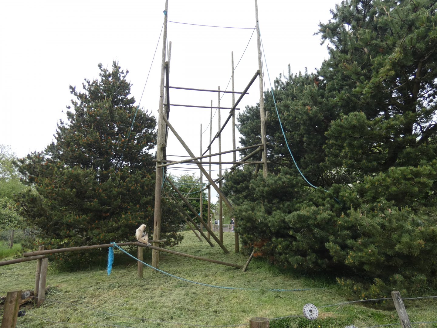 Lar gibbon enclosure