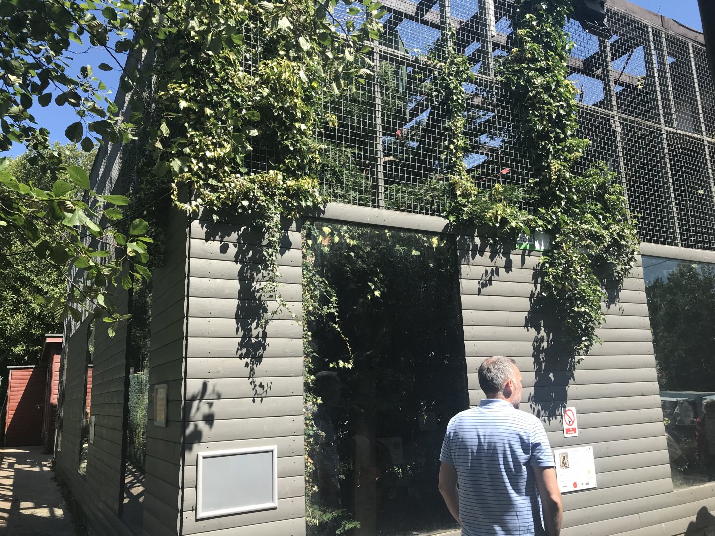 Lar gibbon enclosure