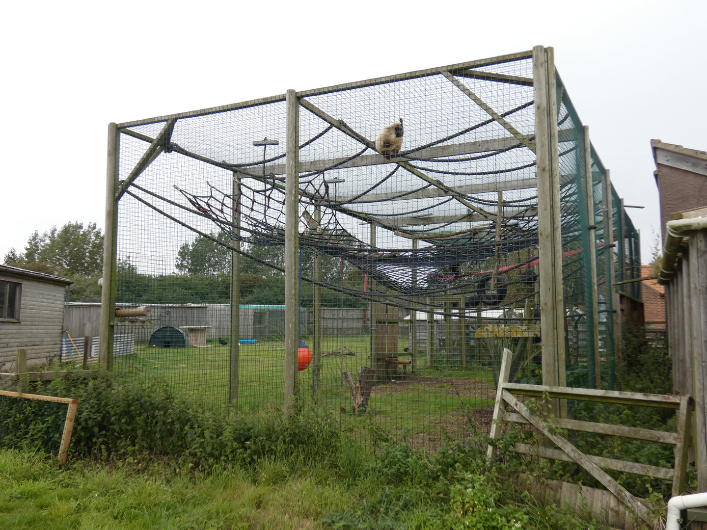 Lar gibbon enclosure