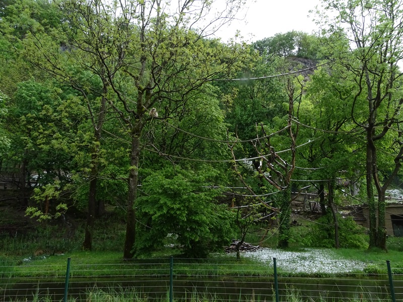 Lar gibbon enclosure