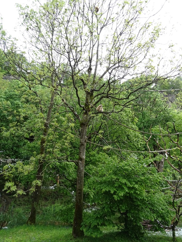 Lar gibbon enclosure