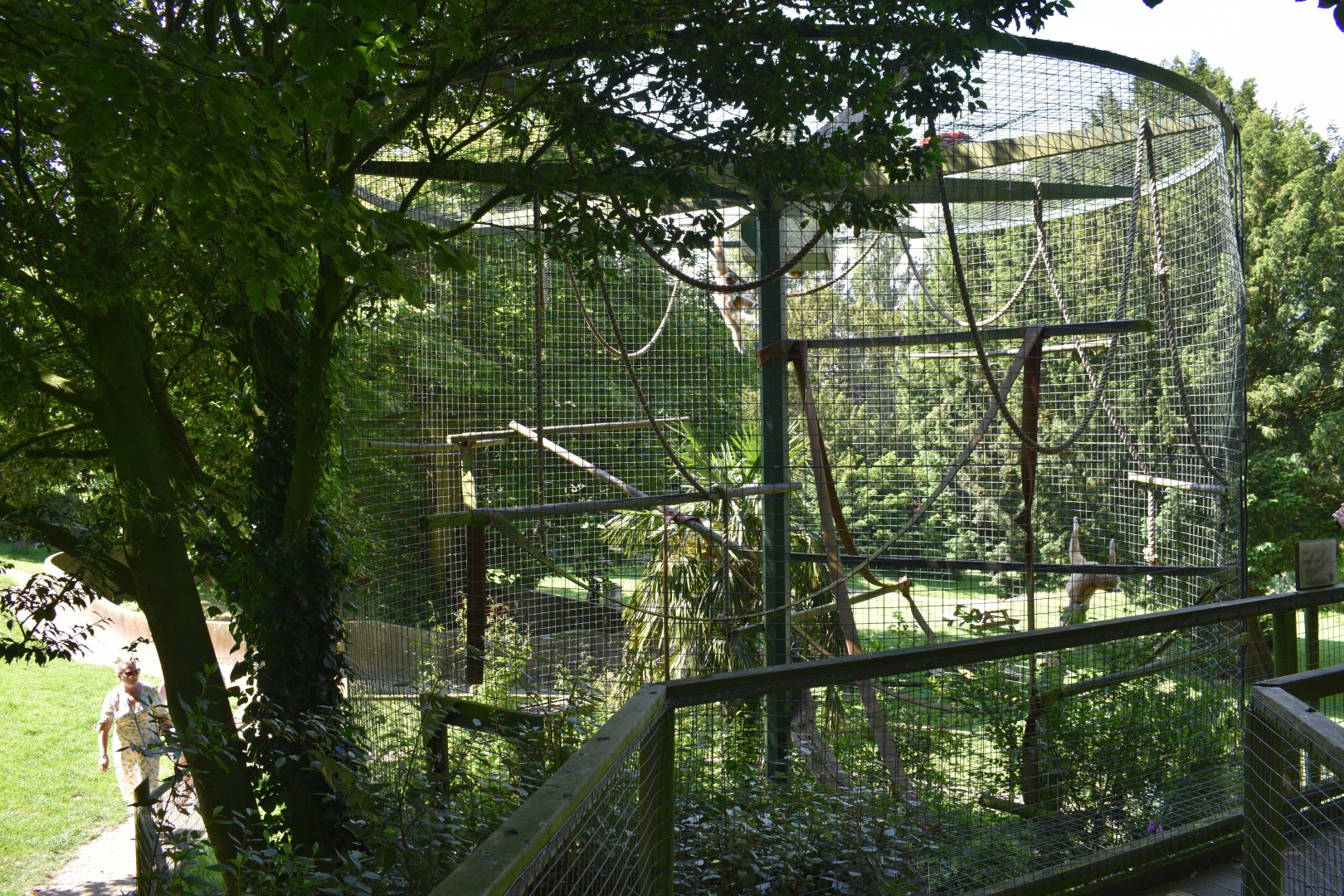 Lar gibbon enclosure
