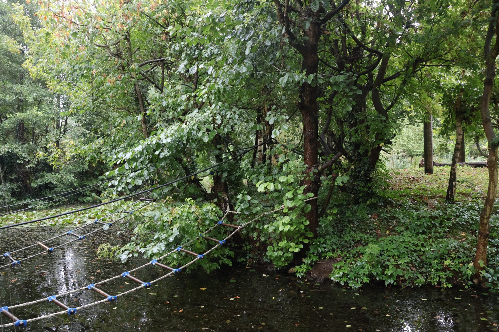 Lar gibbon enclosure