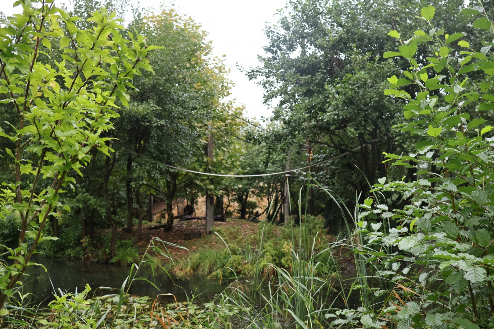 Lar gibbon enclosure