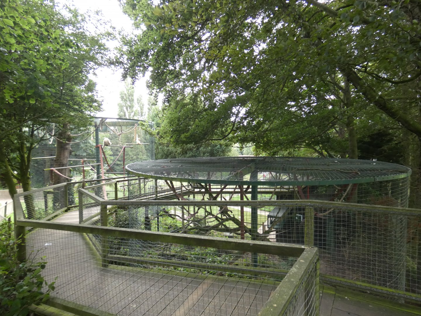 Lar gibbon enclosures